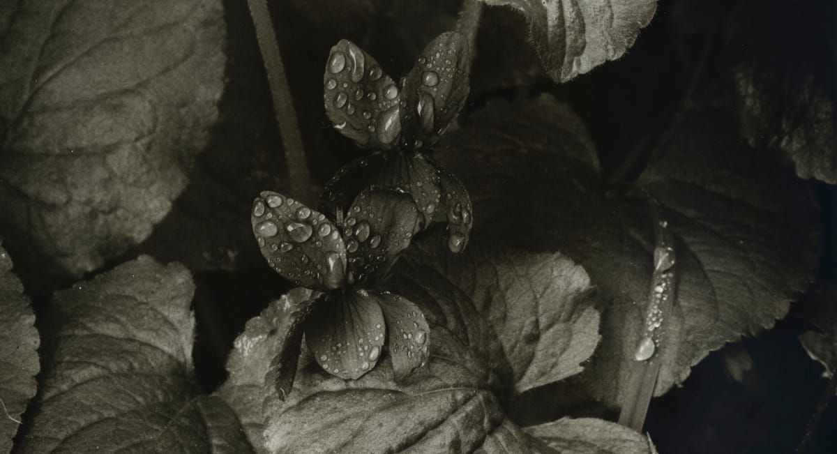 Violets